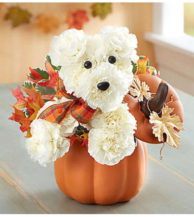 a-DOG-able® for Fall