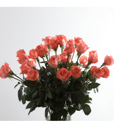 Pink Supreme Roses