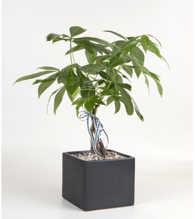 Decorative Money Tree