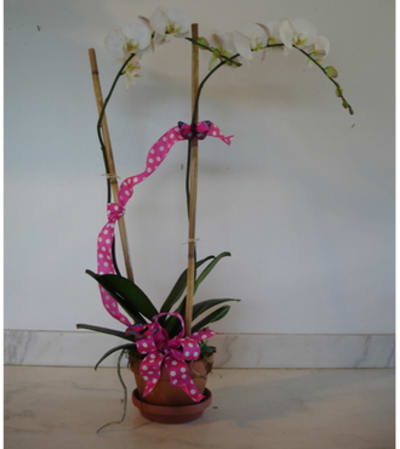 Double Spike White Phail Orchid