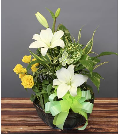 Celebration Dish Garden
