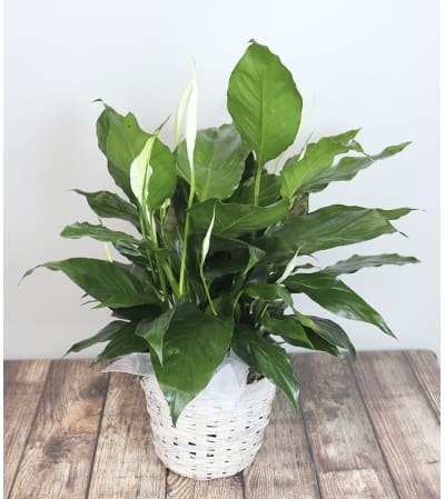 Basket Lily