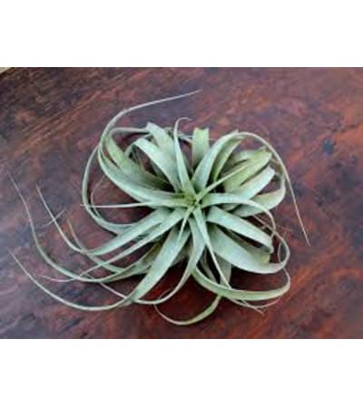 air plant xerographica