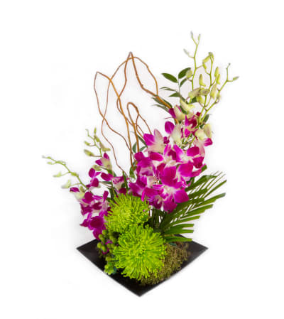 Elegant Orchids