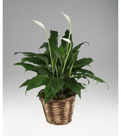 Soothing Peace Lily Plant