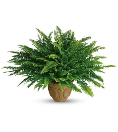 Teleflora's Heartwarming Thoughts Boston Fern