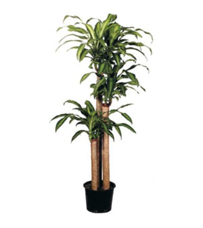 Corn Cane Plant