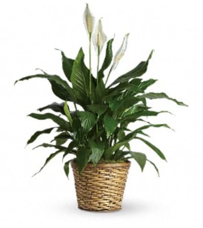 GRACEFUL GREEN PLANT