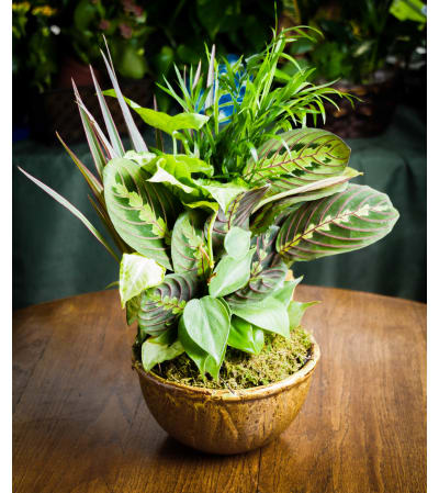 All Occasion Dishgarden