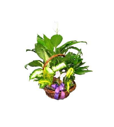 Planter Basket
