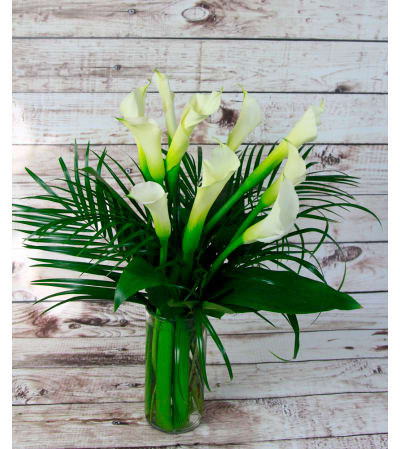 Calla Lily Ovation