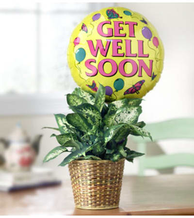 Get Well Green Plant with Balloon