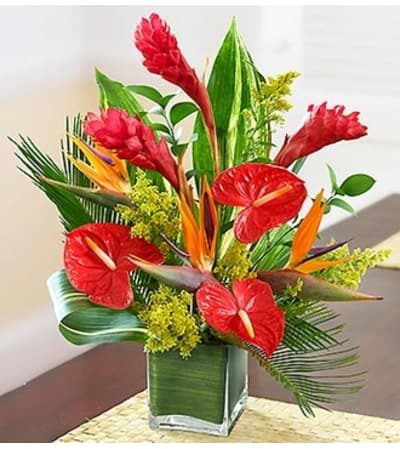 Dee’s Tropical Paradise™