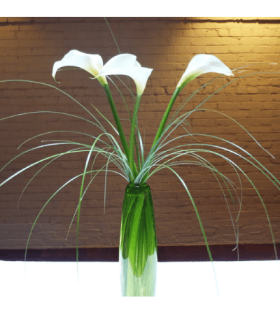 Callas in the Grass