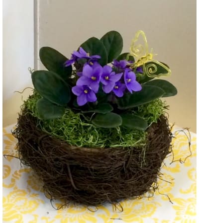 African Violet in Twig Nest