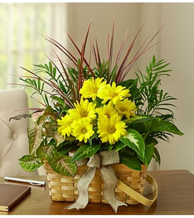 Dish Garden with Fresh Cut Flowers