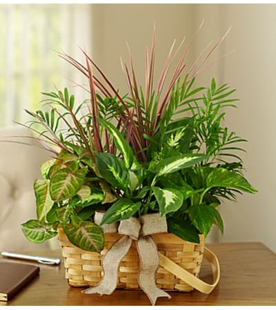 Classic Sympathy Dish Garden