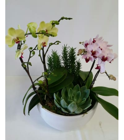 Orchid Planter #2