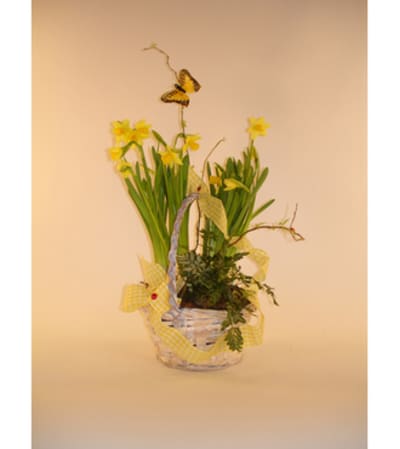 Daffodil basket