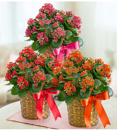 Kalanchoe Plant in a Basket