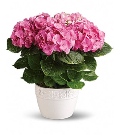 stunning hydrangea plant