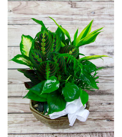 Emerald Garden