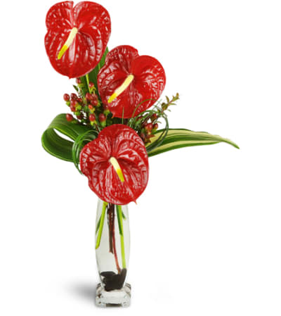 Elegant Red Anthurium™
