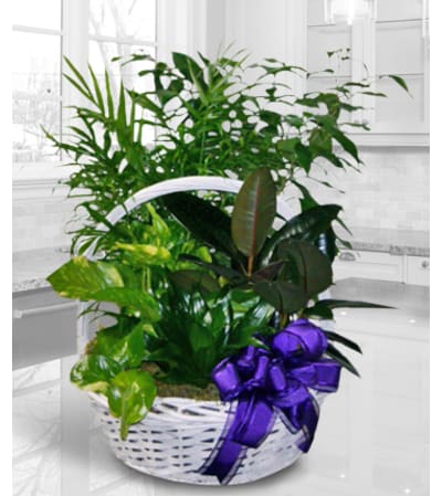 White Dish Garden