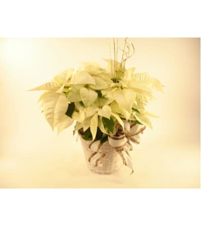 White Poinsettia