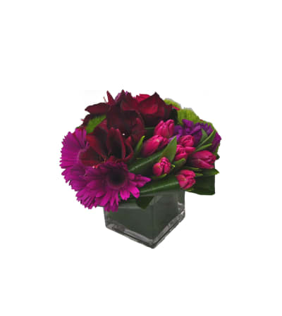 Magenta Tormenta