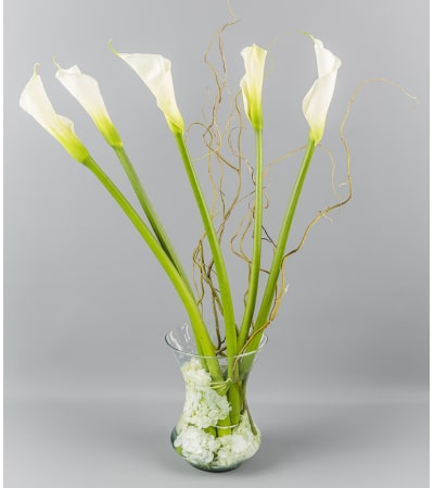 Softest Calla