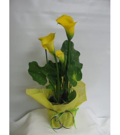 Pretty Calla Lily Plant