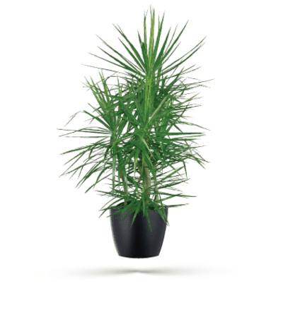Marginata Plant