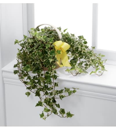 The FTD® Solace™ Ivy Planter