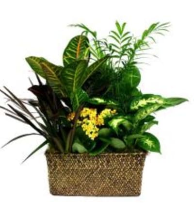 Green Artistry