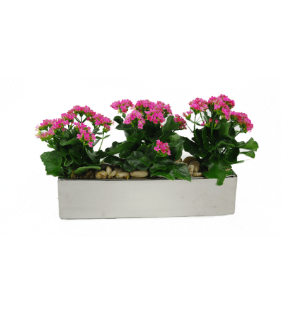 Triple Pink Kalanchoe