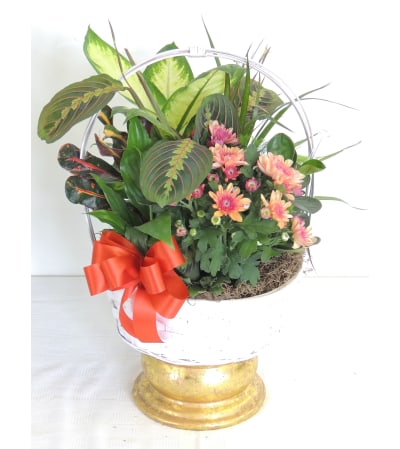 Bloom and Green Basket Dishgarden