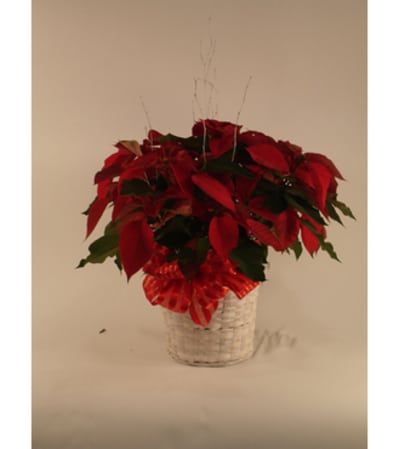 Red Poinsettia