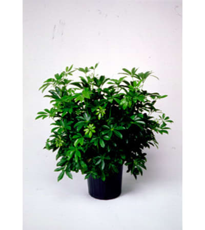 Sweet Schefflera Plant