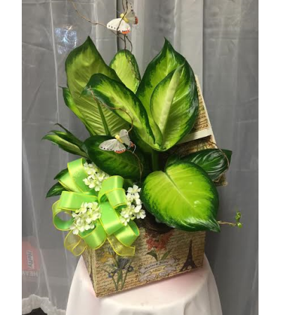 Ellington's Green Plant Memory Box Ellington's Green Plant Memory Box