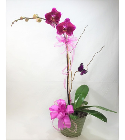 Ellington's Orchid Plant Ellington's Orchid Plant