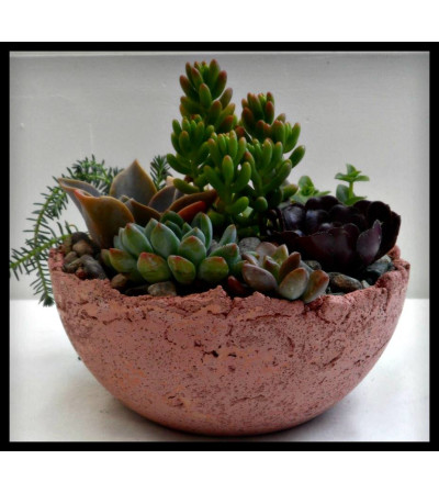 Succulent Bowl Succulent Bowl