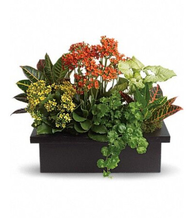 Stylish Plant Assortment Stylish Plant Assortment