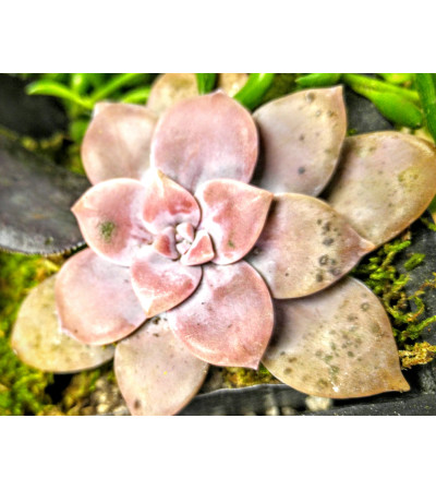 Designer's Choice - succulent garden Designer's Choice - succulent garden