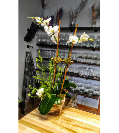 Shabby Chic Orchid Shabby Chic Orchid