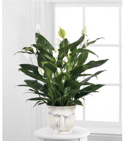 FTD comfort Planter FTD comfort Planter