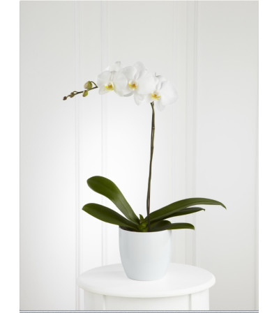 FTD white orchid planter FTD white orchid planter