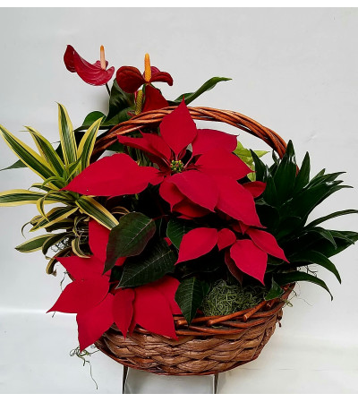 Beautiful Red Poinsettia Basket Beautiful Red Poinsettia Basket