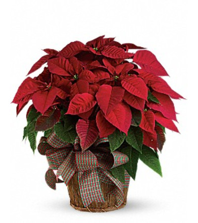 Large Red Poinsettia Large Red Poinsettia