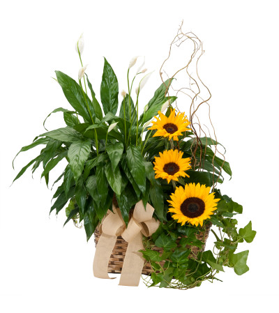 Vivid Memories Plants & Sunshine Vivid Memories Plants & Sunshine